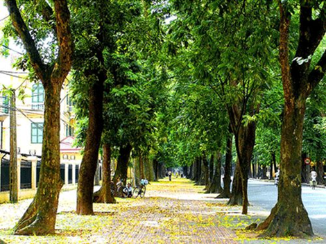 Con đường này trở thành địa điểm check in đẹp và tuyệt vời của các bạn trẻ mỗi khi vào thu. Ảnh: quehuongonline.