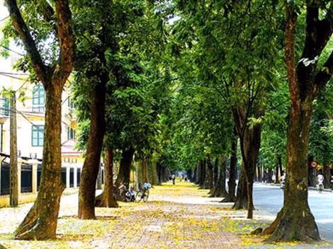 Con đường này trở thành địa điểm check in đẹp và tuyệt vời của các bạn trẻ mỗi khi vào thu. Ảnh: quehuongonline.