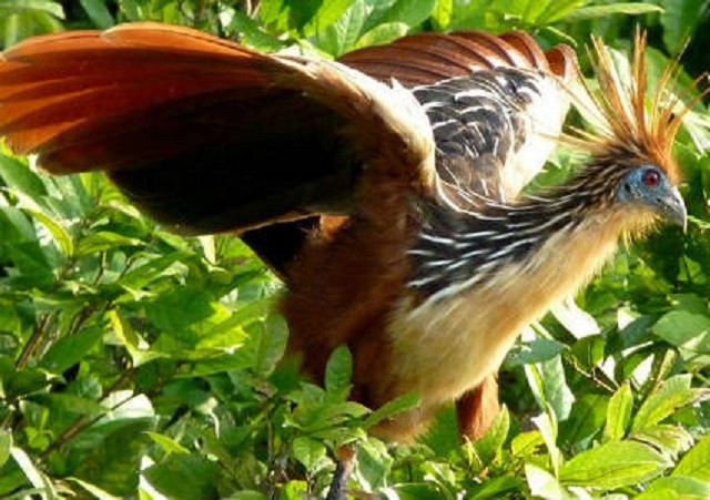 7. Gà móng hoang dã. Loài gà được biết đến với biệt danh “loài chim hôi thối” này được tìm thấy ở những khu rừng nhiệt đới thuộc châu thổ sông Amazon và Orinoco, Nam Mỹ. Thức ăn của chúng là lá cây. Nhờ việc lên men vi khuẩn ở phần trước của ruột thức ăn được tiêu hóa. Quá trình này tạo ra mùi giống như phân chuồng và cái tên "loài chim hôi thối" xuất phát từ đây.