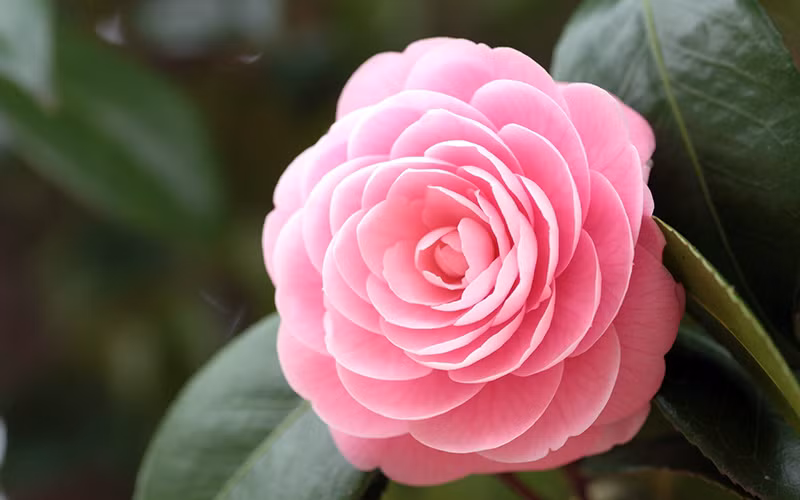 Trong tương lai, người sinh tháng 12 âm lịch này được tin tưởng giao cho những nhiệm vụ mới có tính thử thách cao nhưng thành tựu không nhỏ. * Thông tin trong bài mang tính tham khảo, chiêm nghiệm.