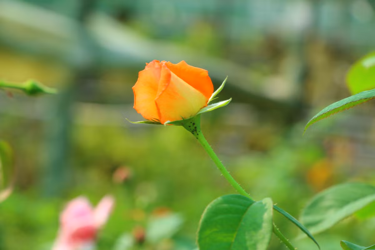 Tử vi trong năm năm tới nhờ trời thương nên những người sinh vào tháng 12 âm lịch có vận trình ngày càng tốt hơn, vận may cũng theo đó mà đến.