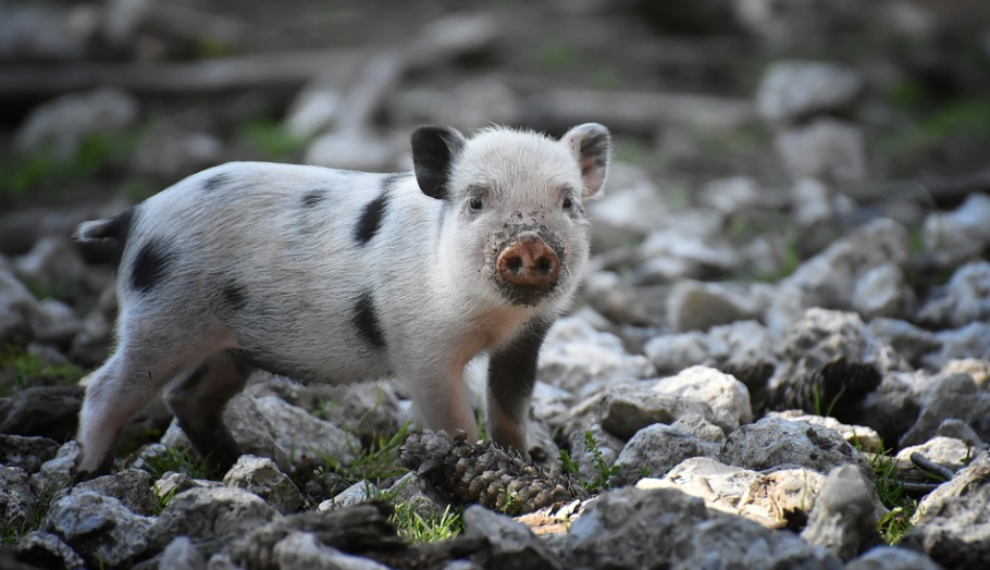  Con giáp này cũng mang tính cách cầu tiến. Họ không ngừng học hỏi từ những người đi trước để mau chóng hoàn thiện bản thân. Con giáp này thông minh, điềm tĩnh và khôn ngoan. Họ không ngừng tìm ra những cơ hội đến với mình.