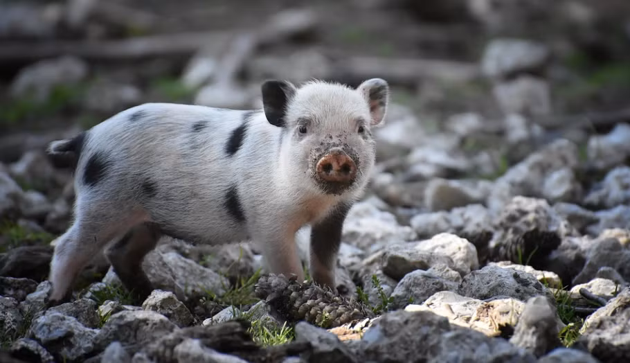  Con giáp này cũng mang tính cách cầu tiến. Họ không ngừng học hỏi từ những người đi trước để mau chóng hoàn thiện bản thân. Con giáp này thông minh, điềm tĩnh và khôn ngoan. Họ không ngừng tìm ra những cơ hội đến với mình.