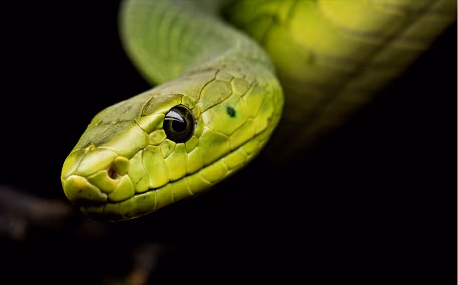  Bắt đầu từ ngày 15/3, con giáp tuổi Tỵ gặp nhiều điều may vận may, nụ cười hạnh phúc từ đó đến với họ. Tài lộc của họ trong khoảng thời gian này lạc quan hơn trước. Họ có được sự nghiệp vượng phát, thành tích trong công việc ngày càng nổi bật.