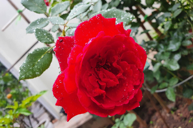 Vo phat hien chong ngoai tinh ngay tren o to minh tich cop mua