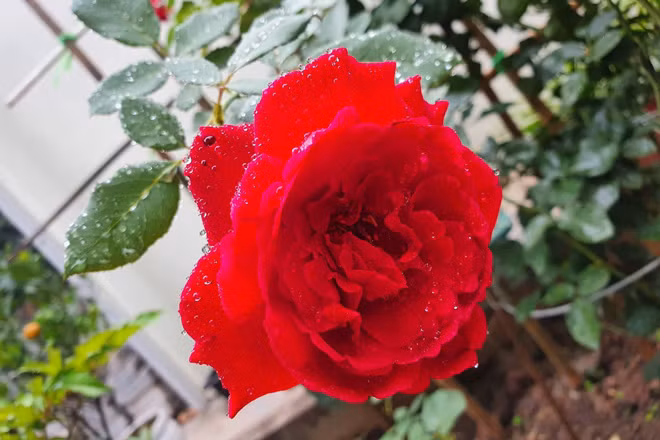 Vo phat hien chong ngoai tinh ngay tren o to minh tich cop mua