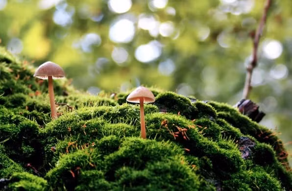 Với những suy nghĩ khoáng đạt, đầu óc nhanh nhạy, người sinh hai ngày Âm lịch này còn luôn đưa ra những góc nhìn toàn cảnh, những ý kiến hay để giúp bạn bè giải quyết rắc rối.