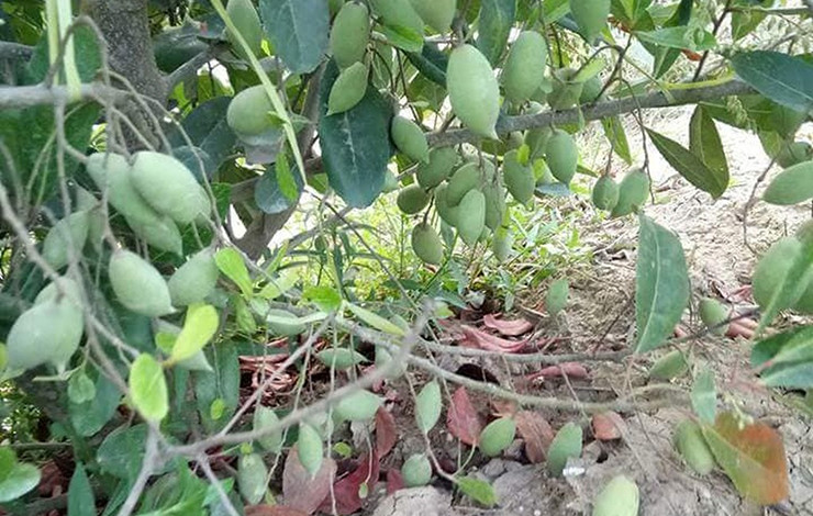 Loại quả này còn có tên gọi khác là trám xanh, côm háo ẩm, côm cánh ướt. Cây này mọc dại ở bờ đê, con mương, ven sông rạch ở các tỉnh miền Tây