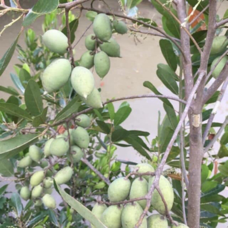 Trước đây, cà na mọc dại đầy nhưng giá rẻ bèo, không mấy ai ngó ngàng