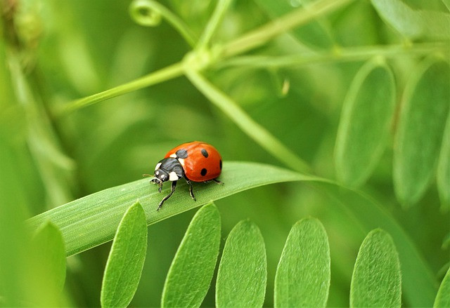 ##ss###style="font-size: 16px; text-align: justify;">Người sinh ngày 2 và 29 Âm lịch. Theo bói ngày tháng sinh Âm lịch, người sinh vào ngày 2 và 29 Âm lịch có thể được gọi là người có phúc khí. Hơn nữa, phúc khí của họ có được hoàn toàn do lòng nhân hậu từ trong tâm của mình.