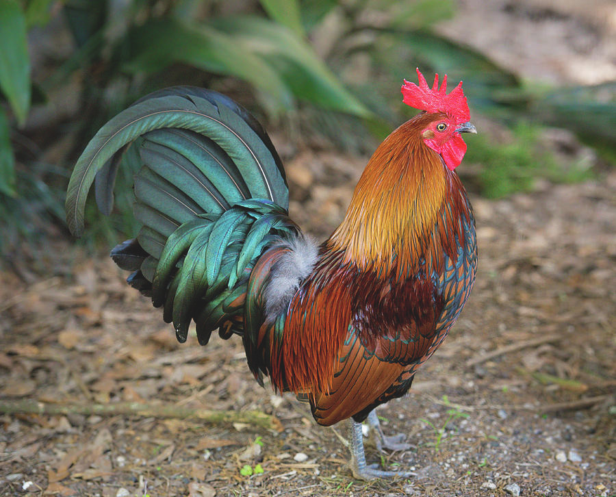 Thời gian gần đây, người tuổi Dậu gặp không ít vấn đề trong công việc. Dù đã nỗ lực nhưng con giáp này không được ghi nhận. Tuy gặp nhiều khó khăn nhưng họ vẫn không ngừng cố gắng vươn lên.