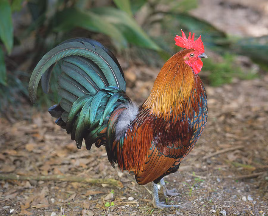 Thời gian gần đây, người tuổi Dậu gặp không ít vấn đề trong công việc. Dù đã nỗ lực nhưng con giáp này không được ghi nhận. Tuy gặp nhiều khó khăn nhưng họ vẫn không ngừng cố gắng vươn lên.