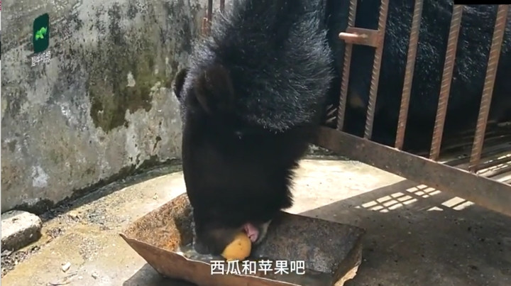 Gia chu ta hoa khi cho cung nuoi suot 2 nam bat ngo thanh… gau-Hinh-2