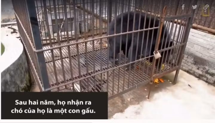 Gia chu ta hoa khi cho cung nuoi suot 2 nam bat ngo thanh… gau-Hinh-3