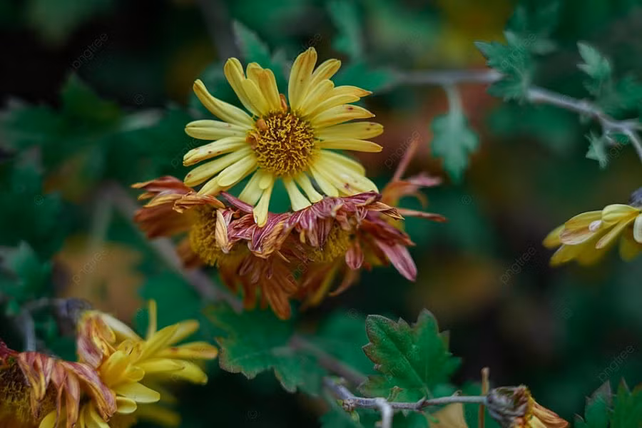 3 thu tam chung hoa tuyet doi khong treo trong nha, coi chung gap hoa-Hinh-2