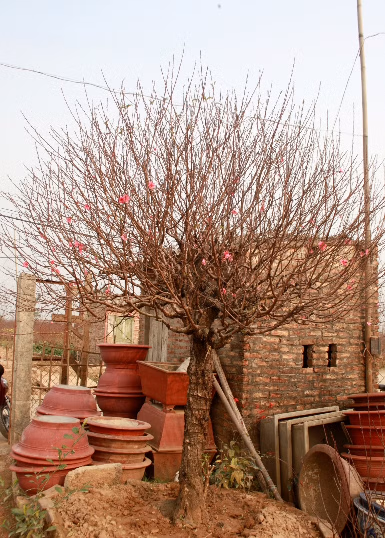 Đào tại Nhật Tân có nhiều loại, trong đó chủ yếu là đào bích lâu năm và gốc đào rừng ghép mắt đào bích. Trong ảnh là một gốc đào bích cổ thụ có giá khoảng 18 triệu đồng nếu mua cả cây.