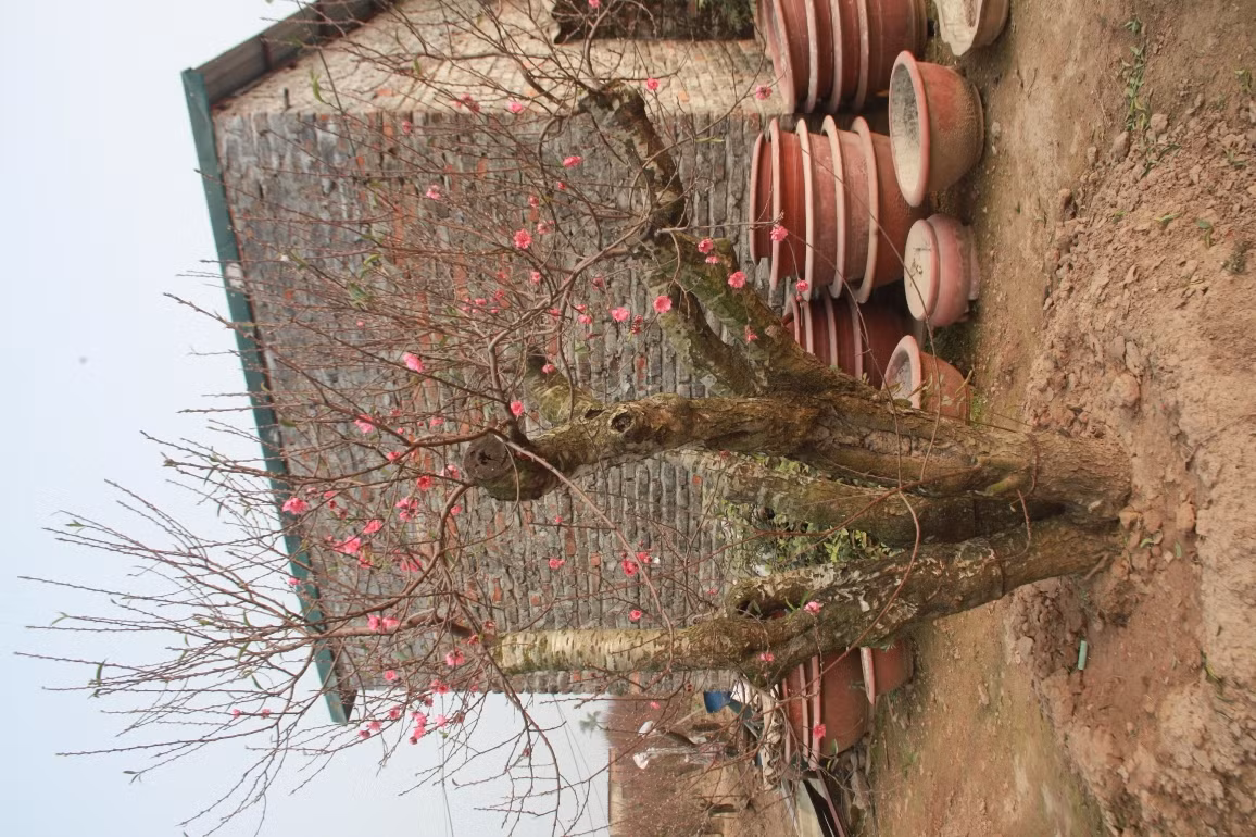 Gốc đào rừng "khủng" này giá khoảng 15 triệu đồng nếu khách muốn thuê.