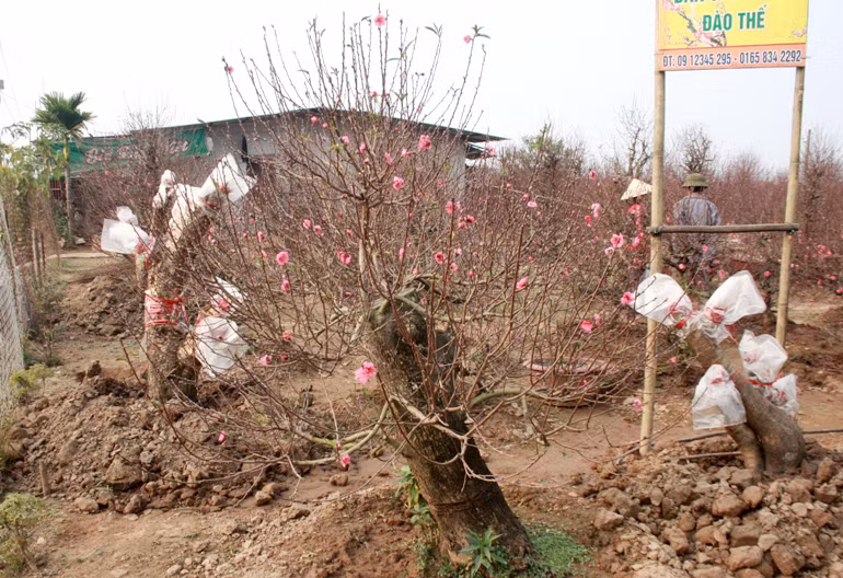 Theo các chủ vườn tại Nhật Tân, giá cả thường tùy vào thế đào và độ tuổi của cây đào. Như gốc đào này, mặc dù là gốc đào "cổ thụ" nhưng thế không đẹp bằng những gốc khác nên chỉ có giá 9 triệu đồng.