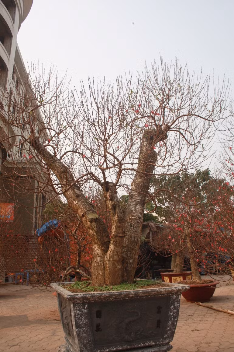 Chủ những gốc đào trên phố Lạc Long Quân cho hay vừa bán một gốc đào rừng có thế và tuổi thọ tương đương gốc đào trong ảnh cho một khách ở Ninh Bình với giá 20 triệu đồng.