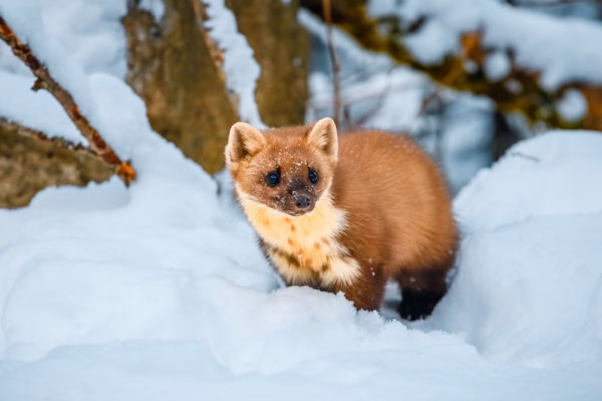 Muon kieu san moi ky la cua cac loai dong vat-Hinh-2