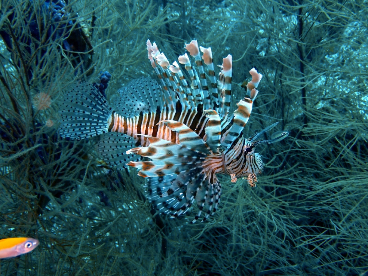 Trong khi hầu hết sinh vật dưới đại dương chỉ có thể nhìn thấy ánh sáng xanh thì cá rồng có thể nhìn thấy ánh sáng đỏ. Điều này khiến cho chúng có khả năng nhìn trong bóng tối khi mà các sinh vật biển khác không nhìn thấy gì. Điều đó khiến cho chúng săn mồi dễ dàng hơn.