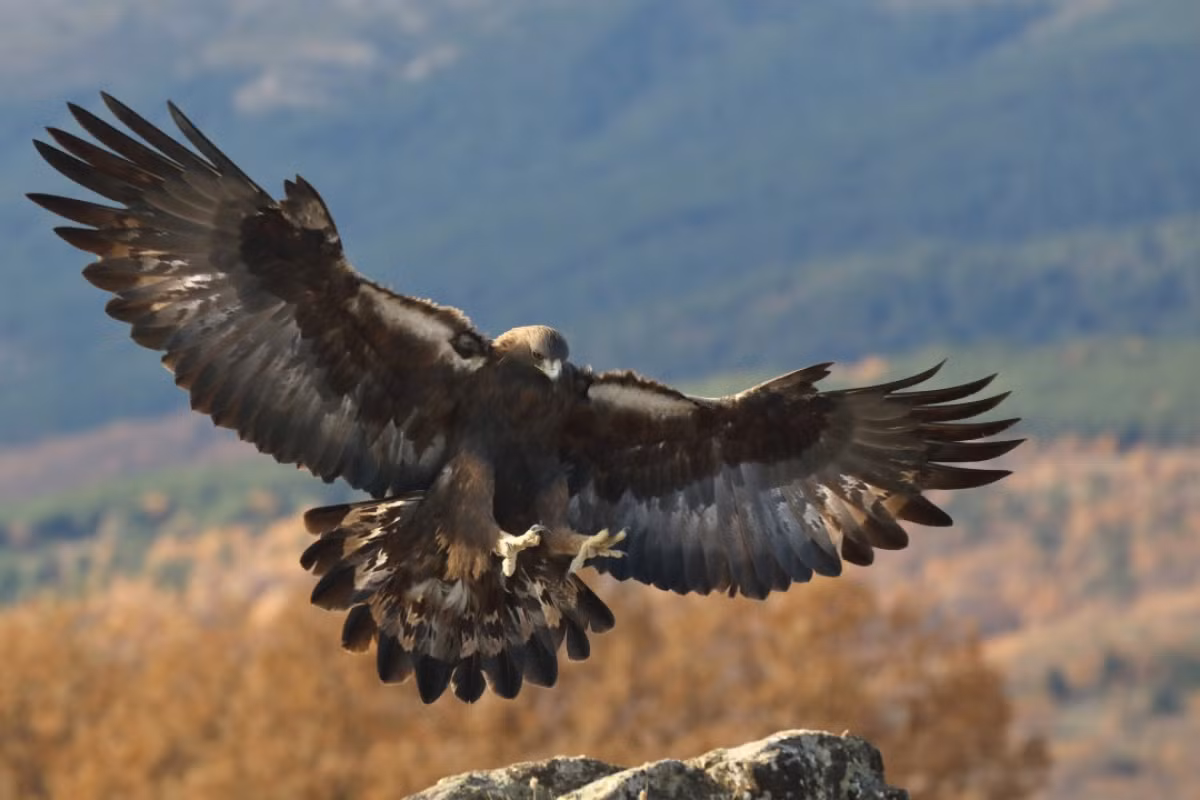 Muon kieu san moi ky la cua cac loai dong vat