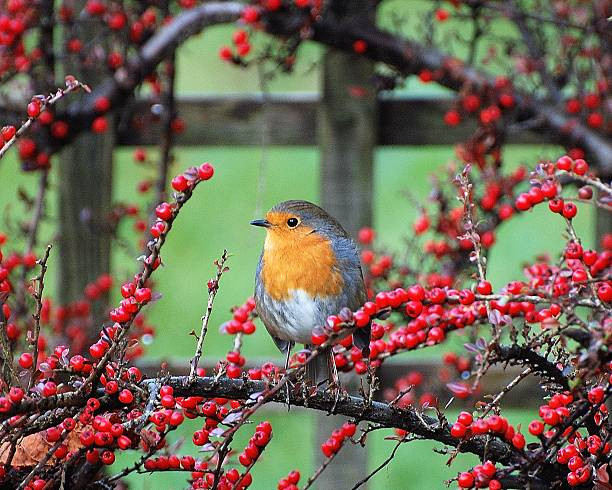 Tháng 12, 4 con giáp lọt vào “danh sách đỏ”, sự nghiệp thăng tiến - Hình 3 Thang 12, 4 con giap lot vao “danh sach do”, su nghiep thang tien-Hinh-3