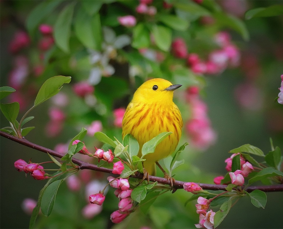 Tháng 12, 4 con giáp lọt vào “danh sách đỏ”, sự nghiệp thăng tiến Thang 12, 4 con giap lot vao “danh sach do”, su nghiep thang tien