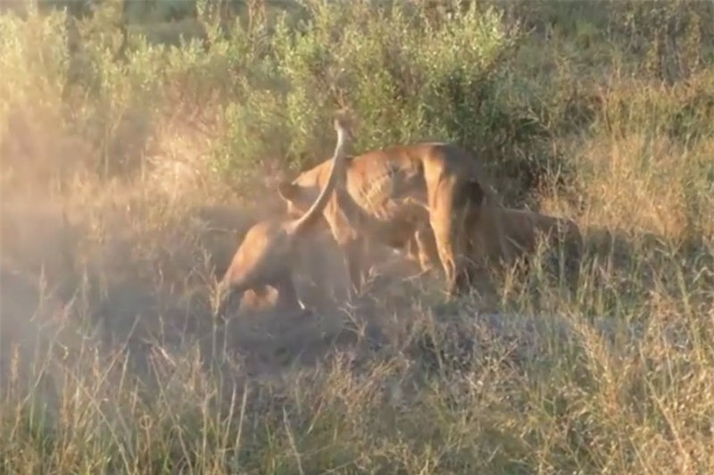 Su tu dao hang de san lon rung