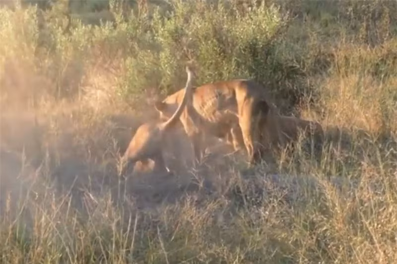Su tu dao hang de san lon rung