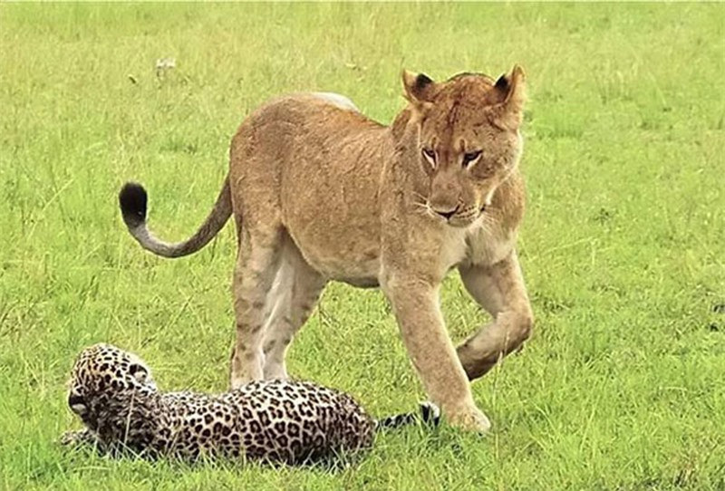 Dính vết thương quá nặng, con báo đã nhanh chóng bị kiệt sức. Không những vậy, nó còn bị những con sư tử cái còn lại lao lên tấn công.