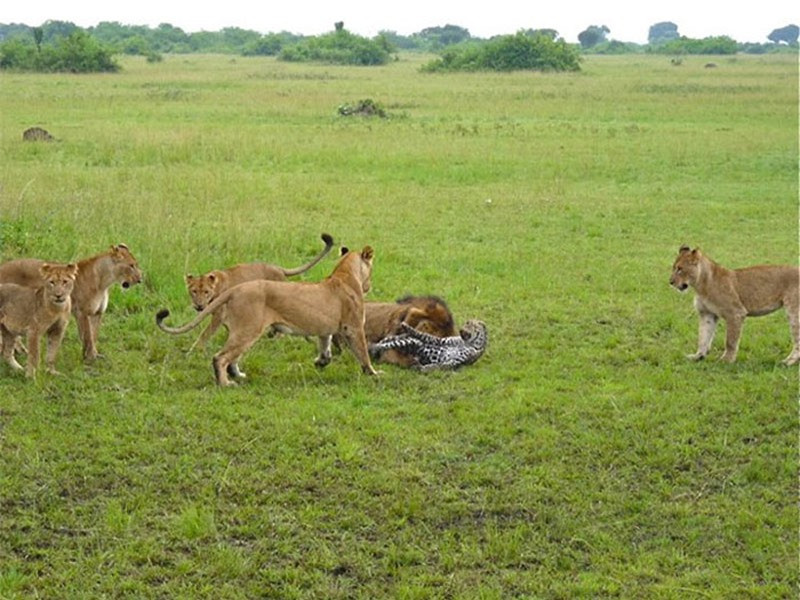 Trong lúc những con sư tử cái đứng bao vây gây áp lực, thì con sư tử đực lại lao lên trước khi tung ra cú cắn trí mạng vào cổ chú báo hoa mai.