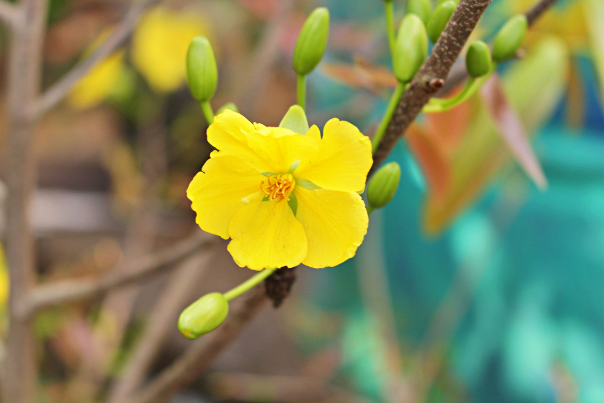 Tết thật nhạt nhẽo từ khi con không còn đủ cả bố lẫn mẹ Tet that nhat nheo tu khi con khong con du ca bo lan me