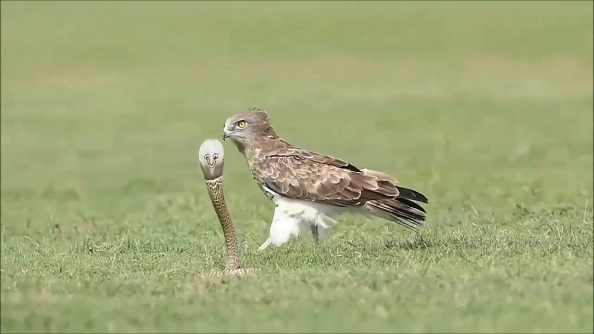 Tấn công rắn hổ mang, đại bàng phải bỏ chạy vì bị "phản đòn" Tan cong ran ho mang, dai bang phai bo chay vi bi