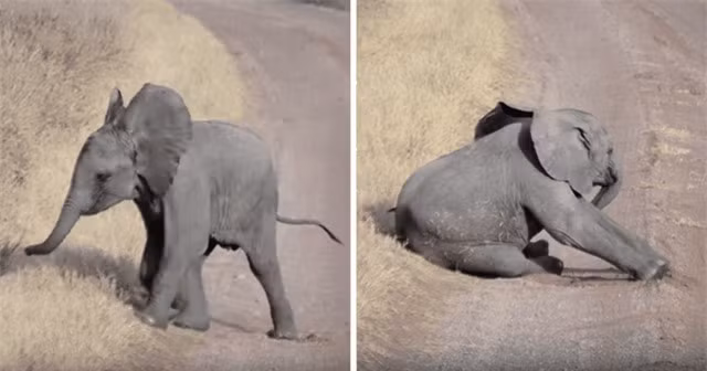 Dang yeu khoanh khac voi con an va bi voi me ngo lo