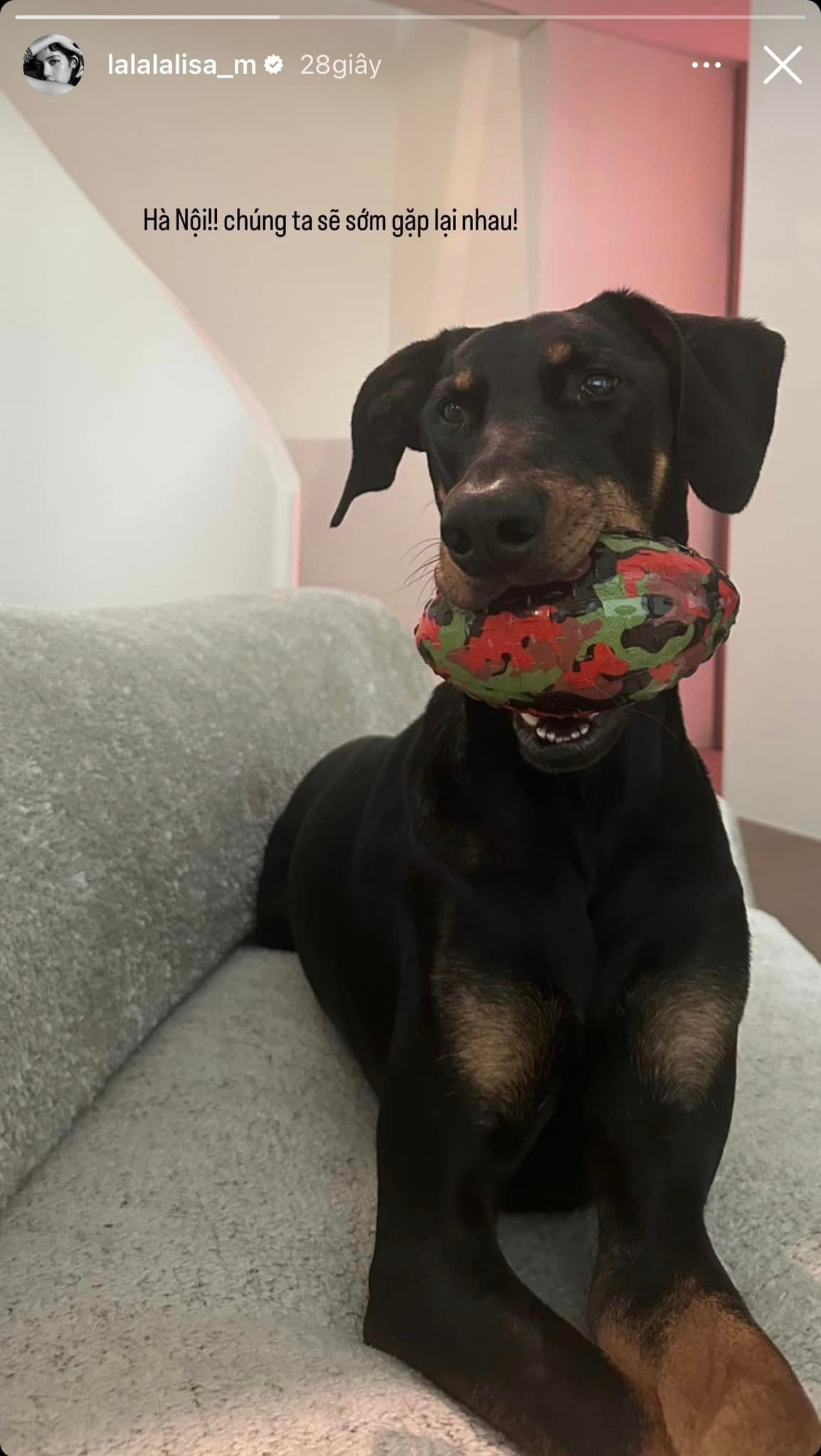 Lisa phiên bản trên sân khấu và "Lisa Việt Nam" khi đăng ảnh thú cưng, gửi lời chào người hâm mộ bằng tiếng Việt. Trên mạng xã hội, người hâm mộ bình luận: "Xong chuyến này chuyển sang Việt Nam sống và flex vô tư". Ảnh: lalalalisa_m.