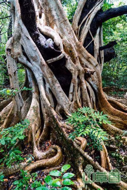 Tai sao khong duoc trong cay da trong nha, phong thuy co tot khong?