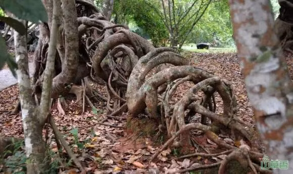 Tai sao khong duoc trong cay da trong nha, phong thuy co tot khong?-Hinh-2