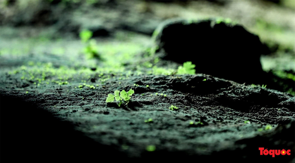 Thảm thực vật phong phú trong động Ngườm Ngao.