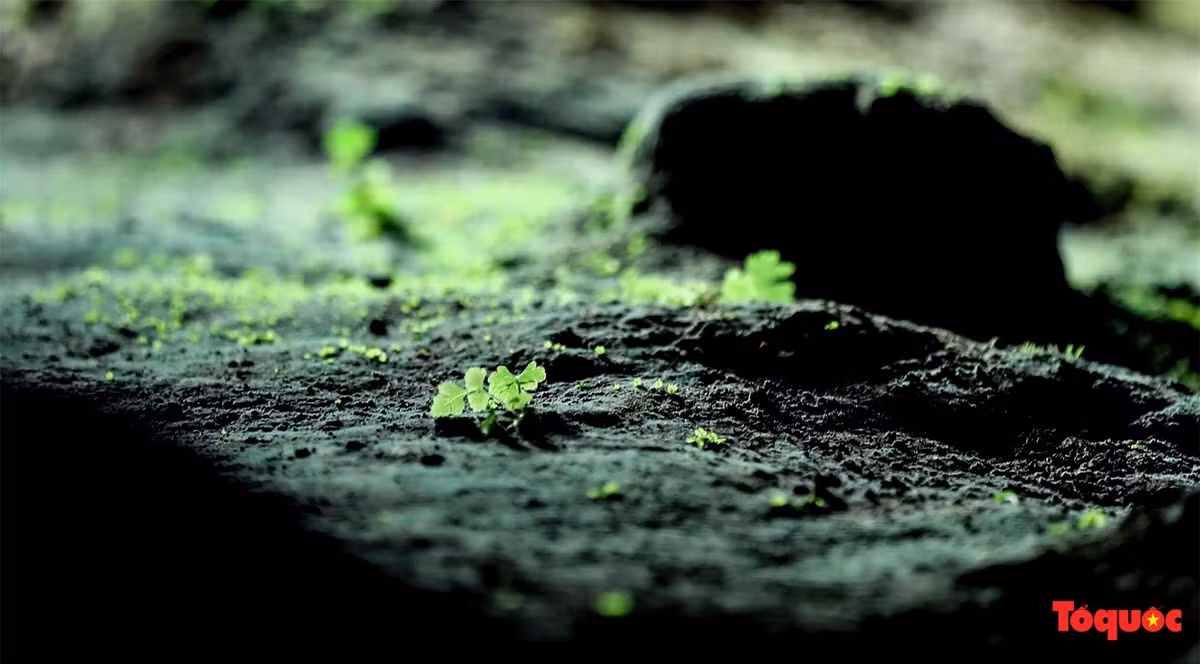 Thảm thực vật phong phú trong động Ngườm Ngao.