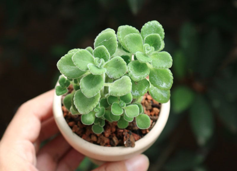 8 loại cây cảnh đuổi muỗi cực tốt, trong nhà nên có - Hình 3 8 loai cay canh duoi muoi cuc tot, trong nha nen co-Hinh-3