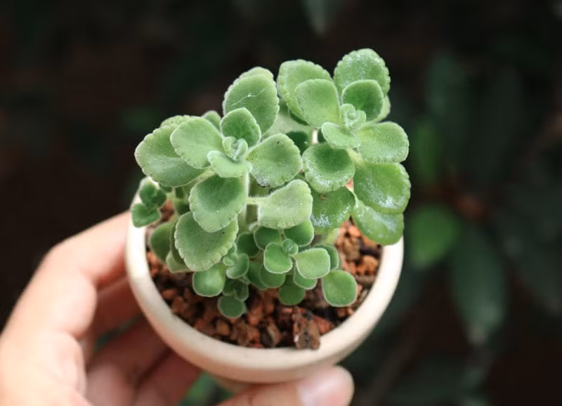 8 loại cây cảnh đuổi muỗi cực tốt, trong nhà nên có - Hình 3 8 loai cay canh duoi muoi cuc tot, trong nha nen co-Hinh-3