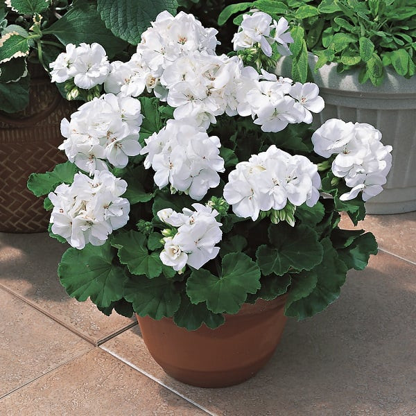 8 loại cây cảnh đuổi muỗi cực tốt, trong nhà nên có - Hình 4 8 loai cay canh duoi muoi cuc tot, trong nha nen co-Hinh-4