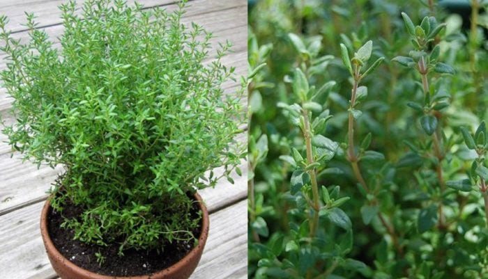 8 loại cây cảnh đuổi muỗi cực tốt, trong nhà nên có - Hình 7 8 loai cay canh duoi muoi cuc tot, trong nha nen co-Hinh-7