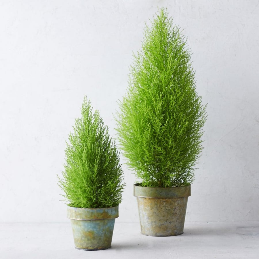 8 loại cây cảnh đuổi muỗi cực tốt, trong nhà nên có - Hình 5 8 loai cay canh duoi muoi cuc tot, trong nha nen co-Hinh-5