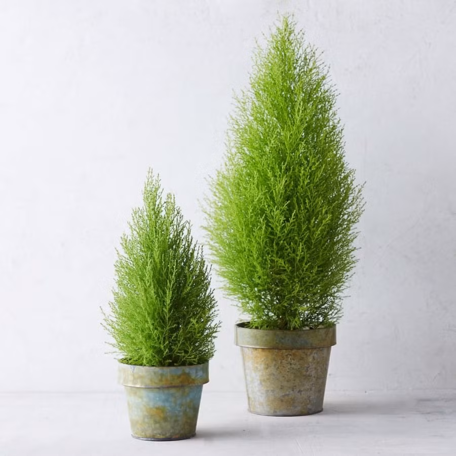 8 loại cây cảnh đuổi muỗi cực tốt, trong nhà nên có - Hình 5 8 loai cay canh duoi muoi cuc tot, trong nha nen co-Hinh-5