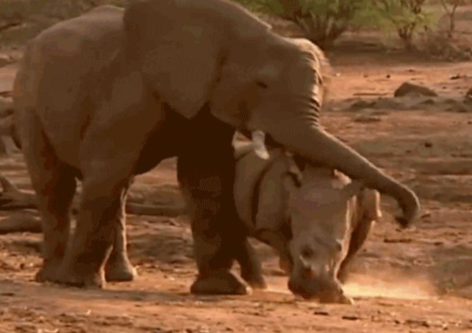 Clip: Man kich chien nay lua giua voi va te giac