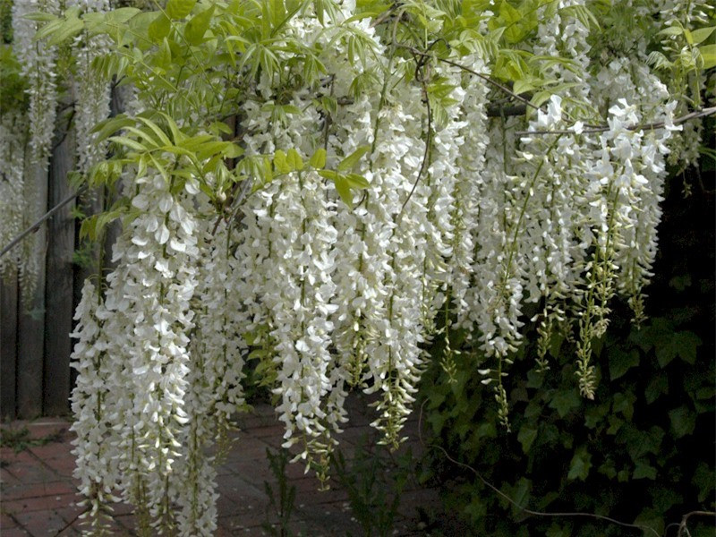 Đặc biệt trong tình yêu, nếu đem một cành hoa tử đằng tặng cho người con gái mà mình để ý thì nó có nghĩa là ‘‘tôi đợi sự hồi đáp của em“. Vì thế, nó đại diện cho một tình yêu bất diệt bất chấp thời gian.