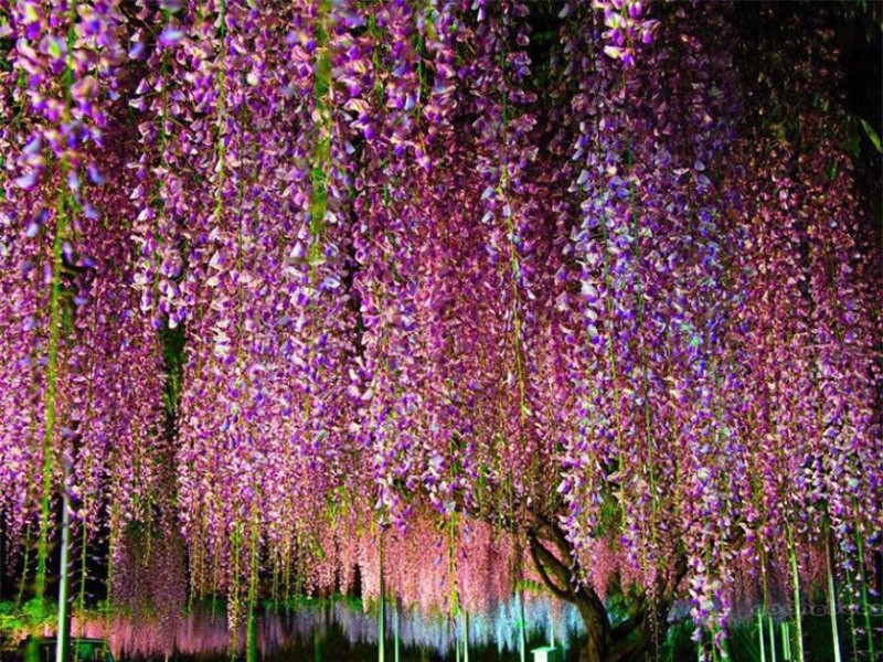 Nếu với các nước phương Tây, hoa hồng được xem như một biểu tượng cho một tình yêu bất diệt thì riêng với Nhật Bản, hoa tử đằng được xứng danh cho một tình yêu vĩnh cửu.