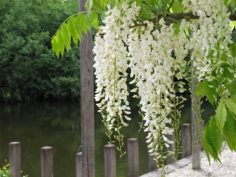 Nó có thể dài 20 - 30m trên cọc hoặc cây nó quấn quanh theo chiều kim đồng hồ.